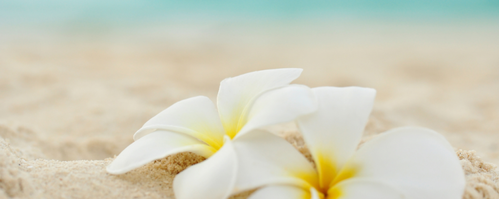 baner lomi